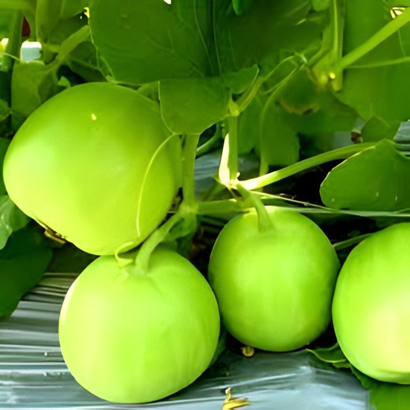 Exotic Seeds