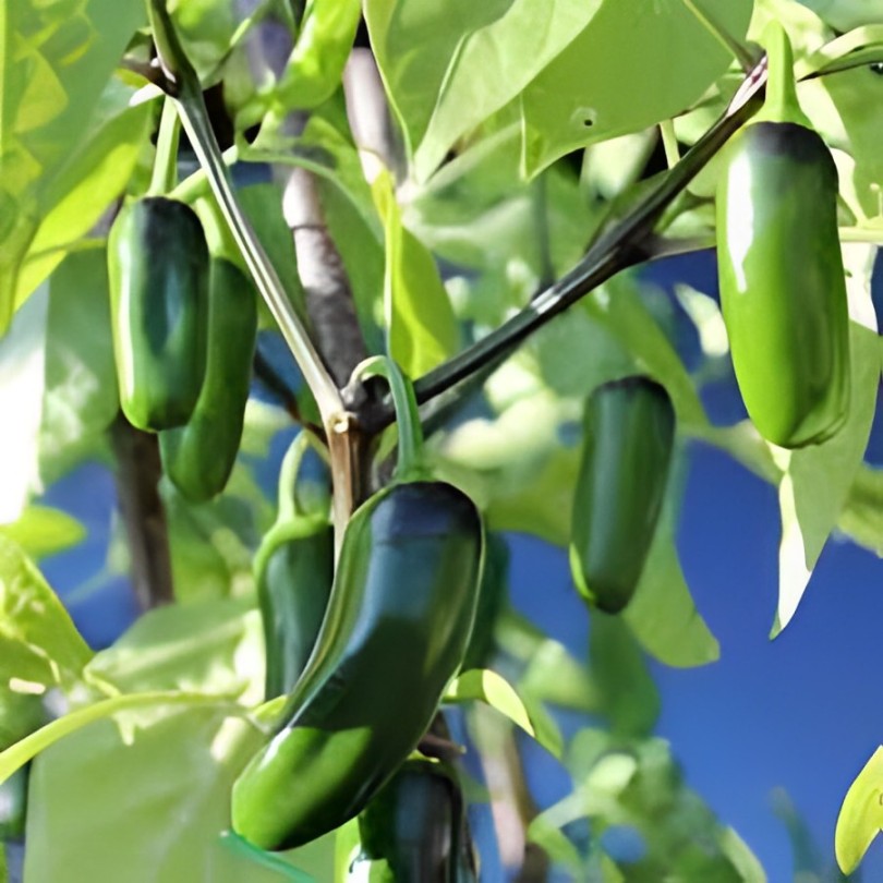 Exotic Seeds