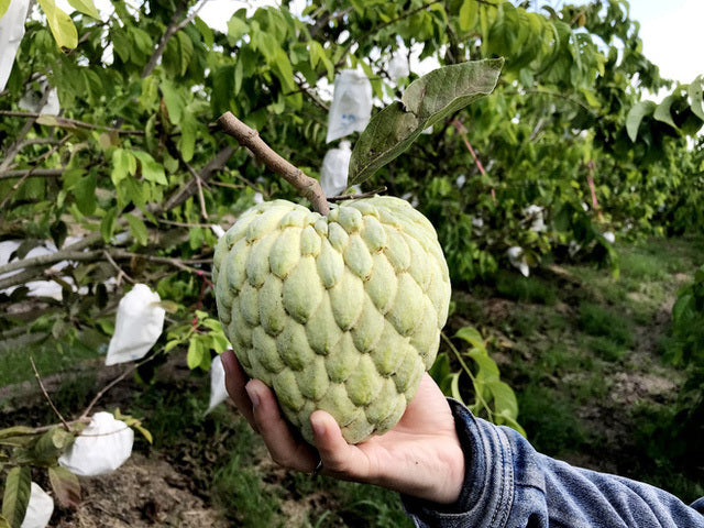 Thai Queen Custard Apple