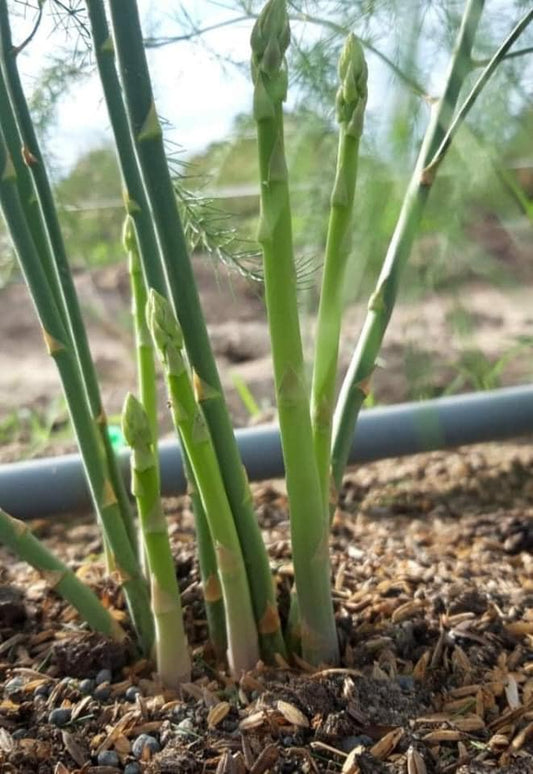 Asparagus Seedlings