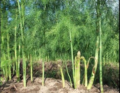 Asparagus Seedlings