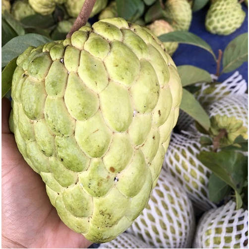 Thai Queen Custard Apple