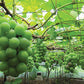 Shine Muscat Grafted Grape Plant