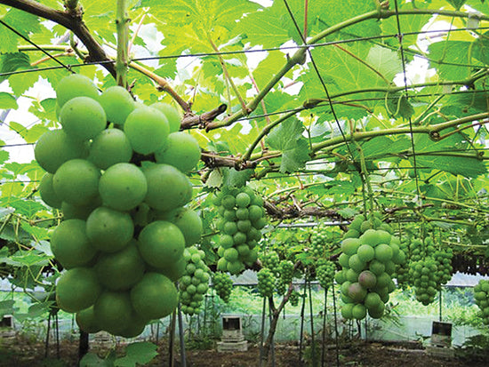 Shine Muscat Grafted Grape Plant