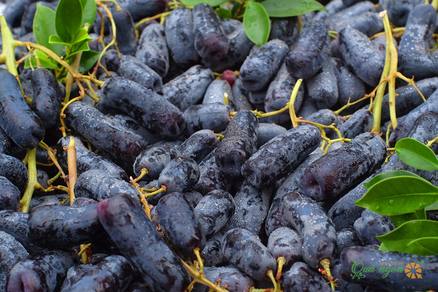 Elongated Seedless Grape Grafted Plant (Black Sapphire)