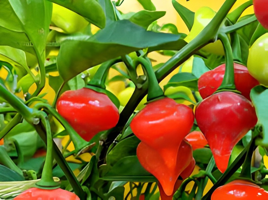 Exotic Seeds