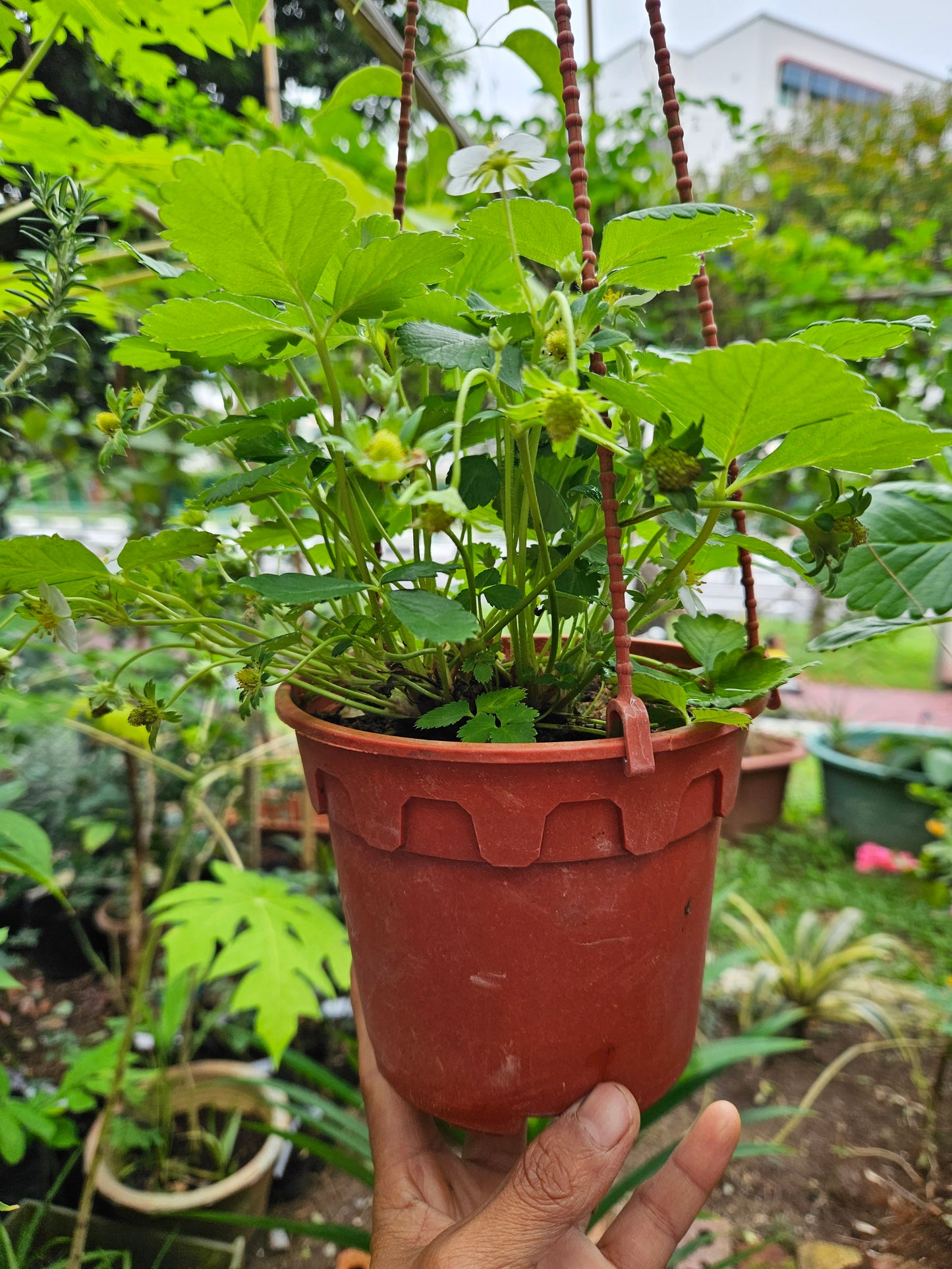 Heat Resistant Sweet Strawberries plant Japanese
