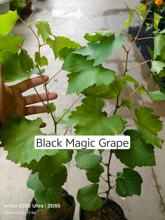 Black Magic Grapes