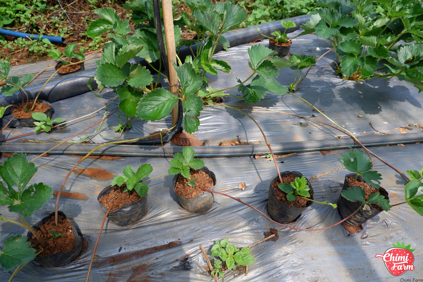 Heat Resistant Sweet Strawberries plant Japanese
