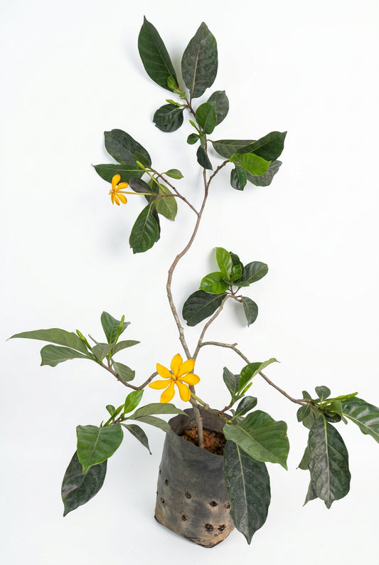 Gardenia