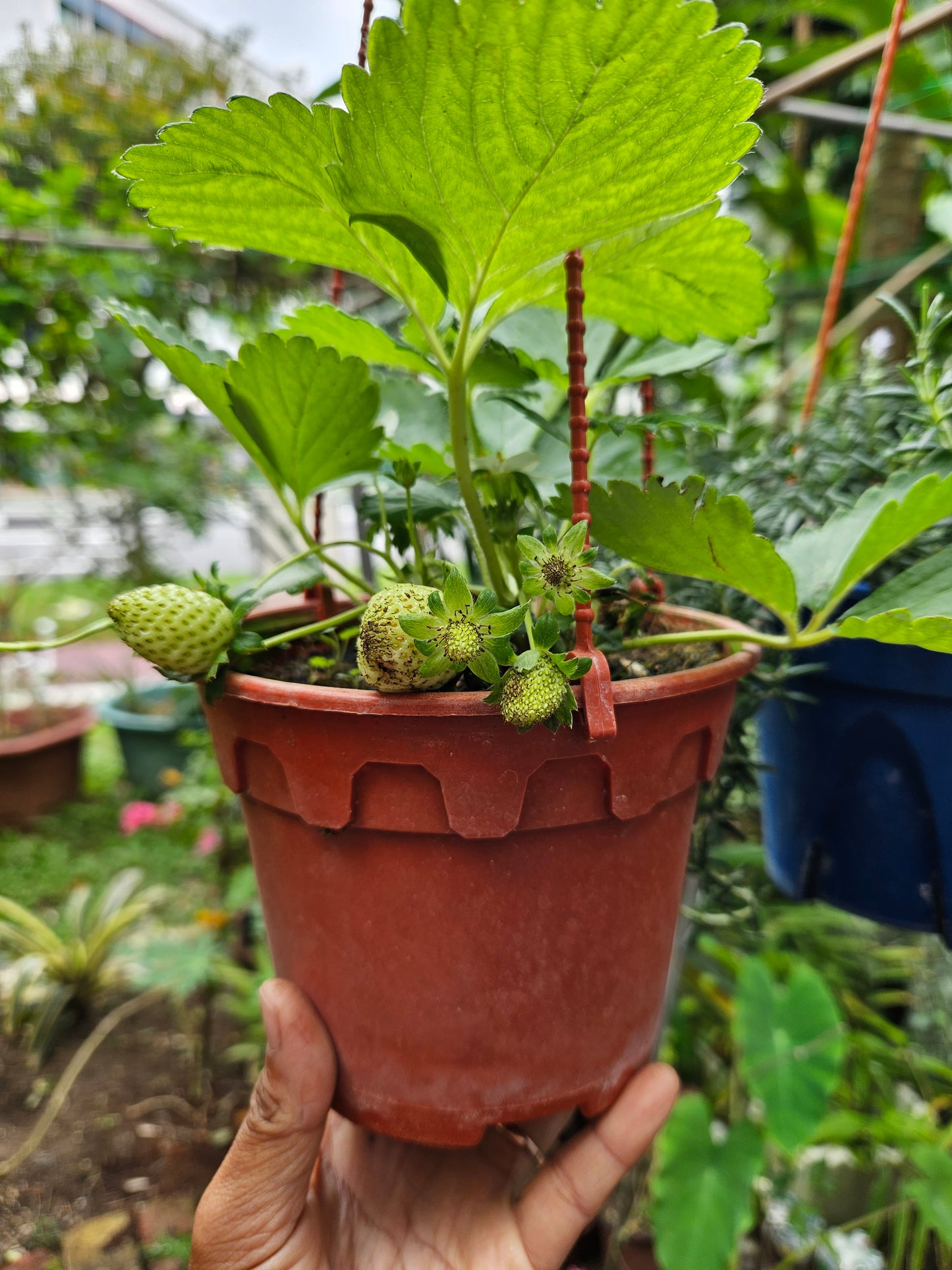 Heat Resistant Sweet Strawberries plant Japanese
