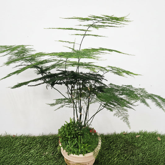 Asparagus fern bonsai art