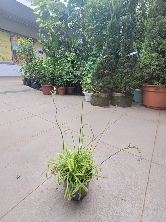 Cape Sundew