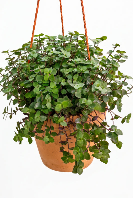 Callisia repens