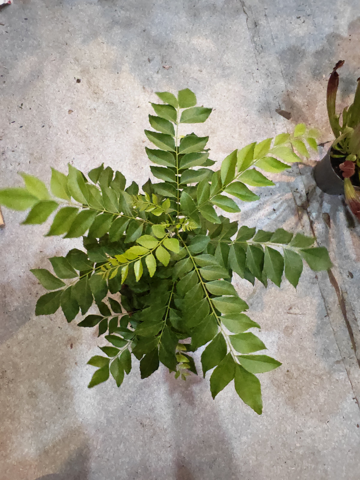 Curry Leaf Plant