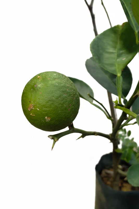 Key Lime 50cmH