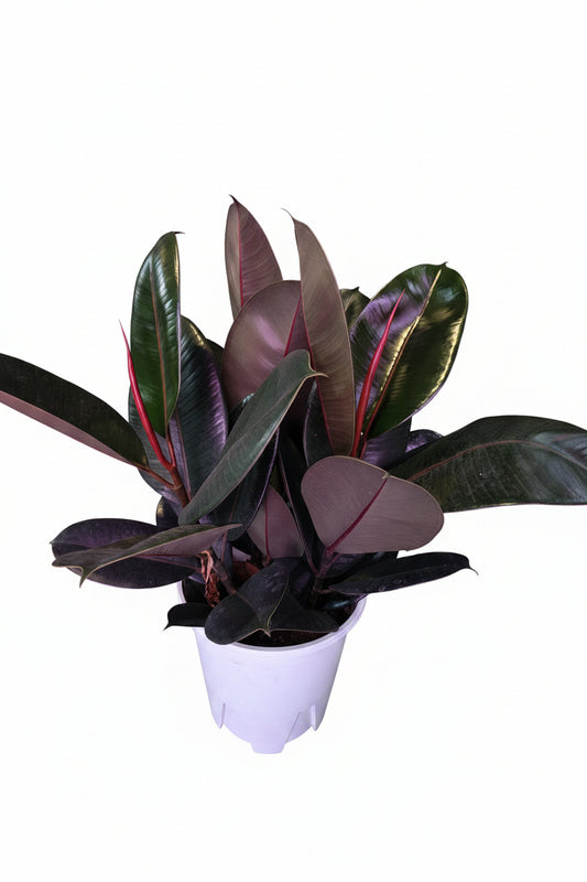 Ficus elastica