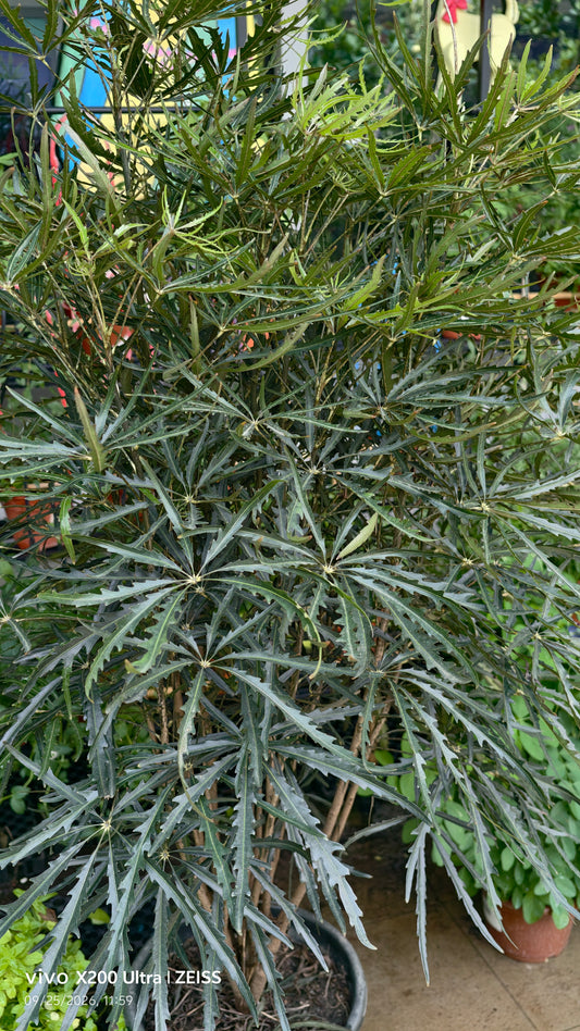 Schefflera elegantissima 1m Height