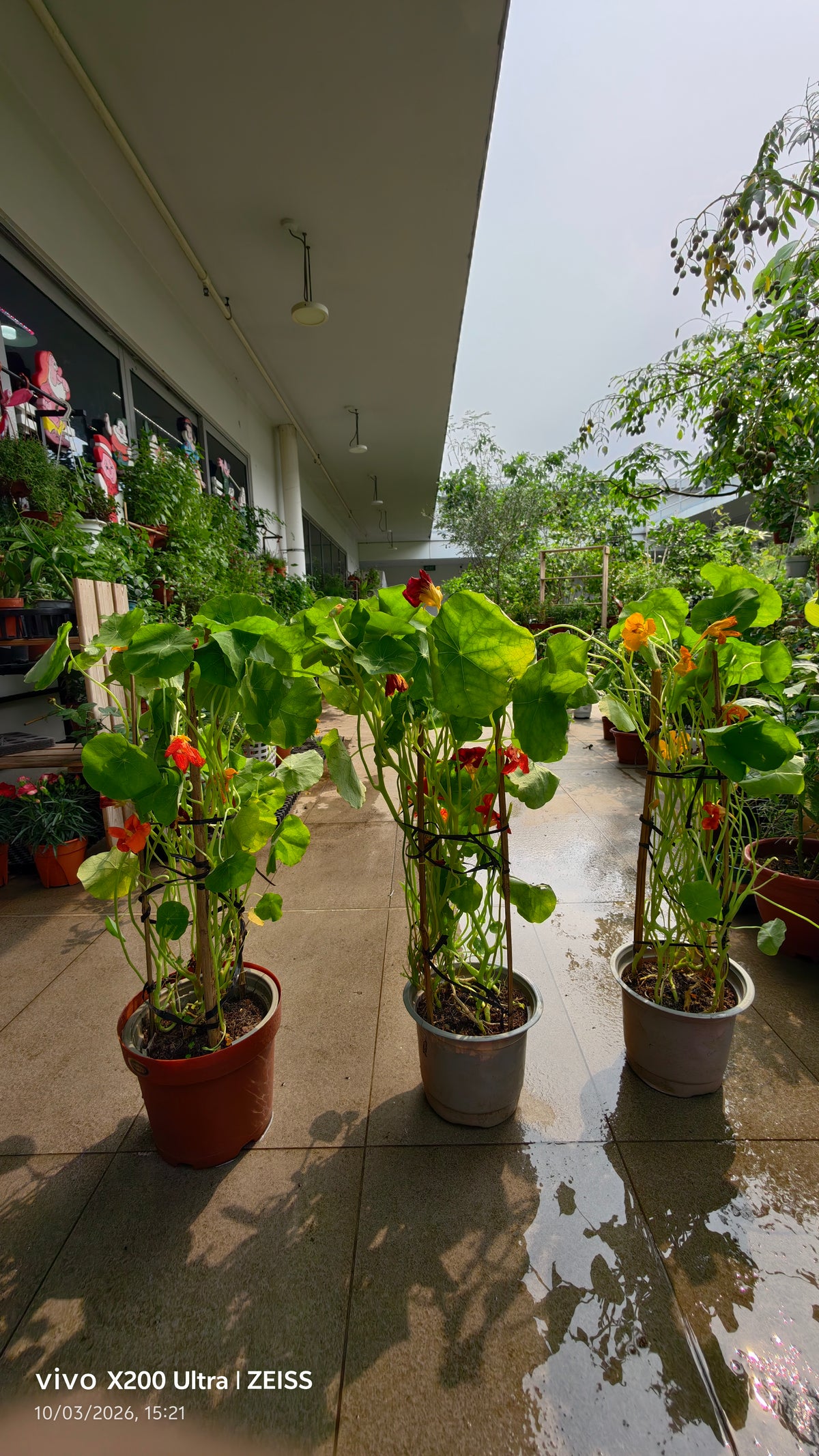 Nasturtium