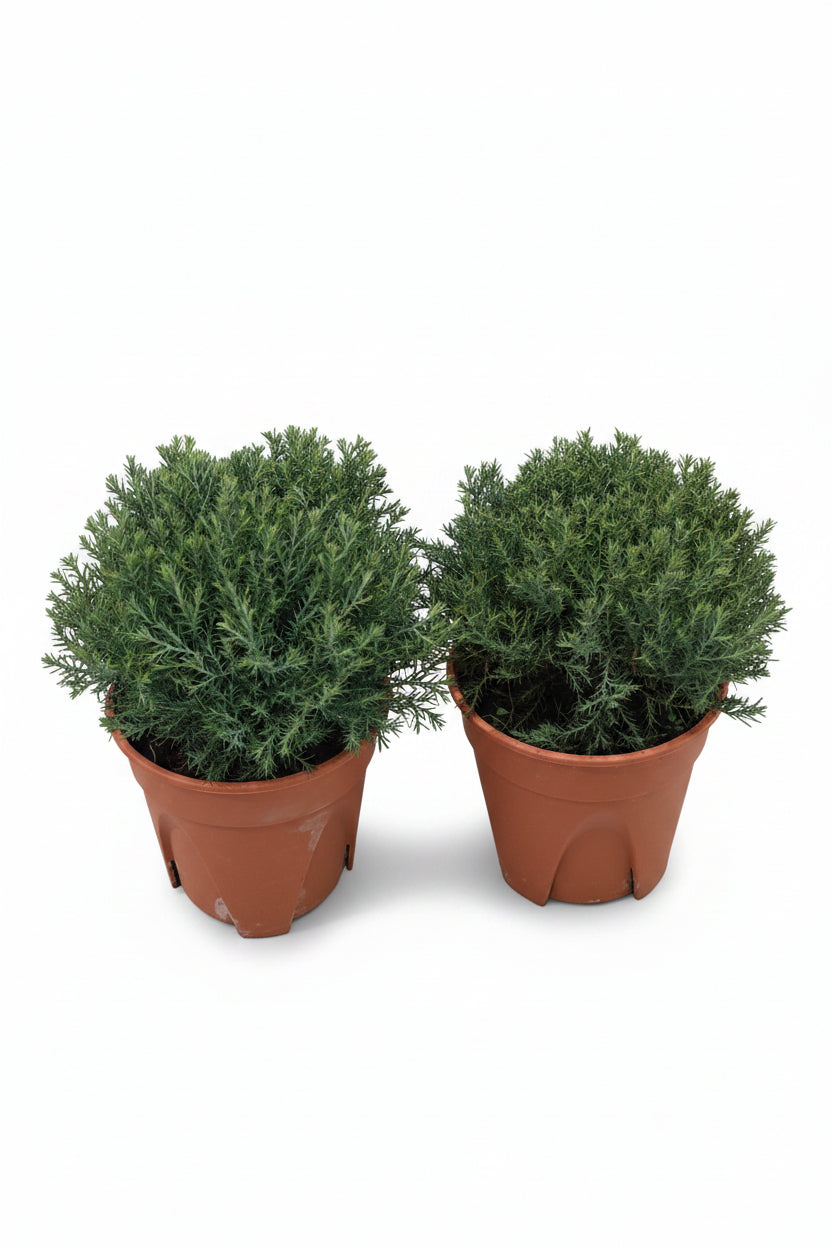 Round pine/cedar
