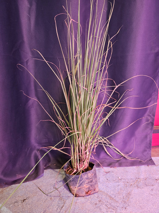 Citronella