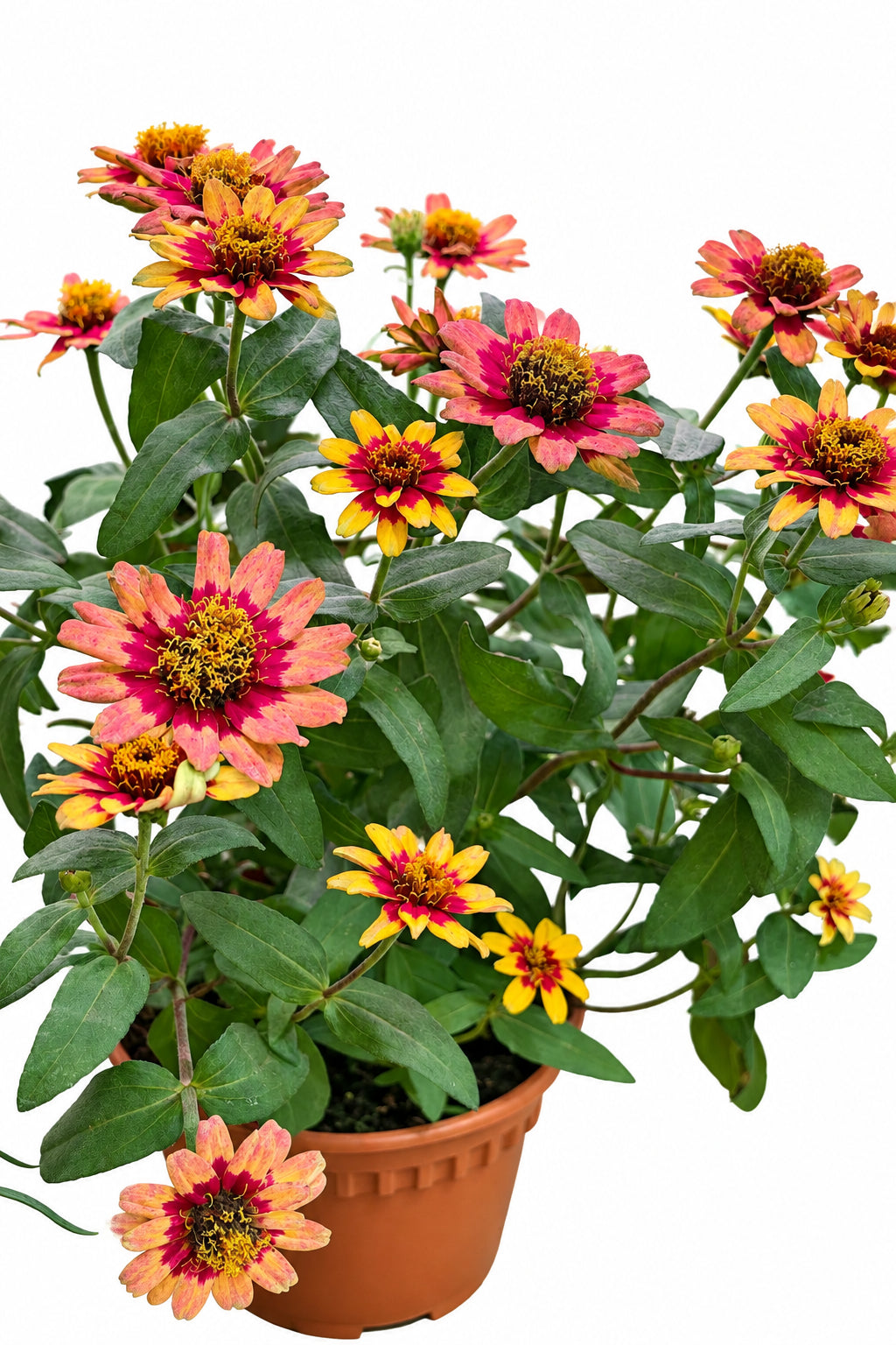 Zinia