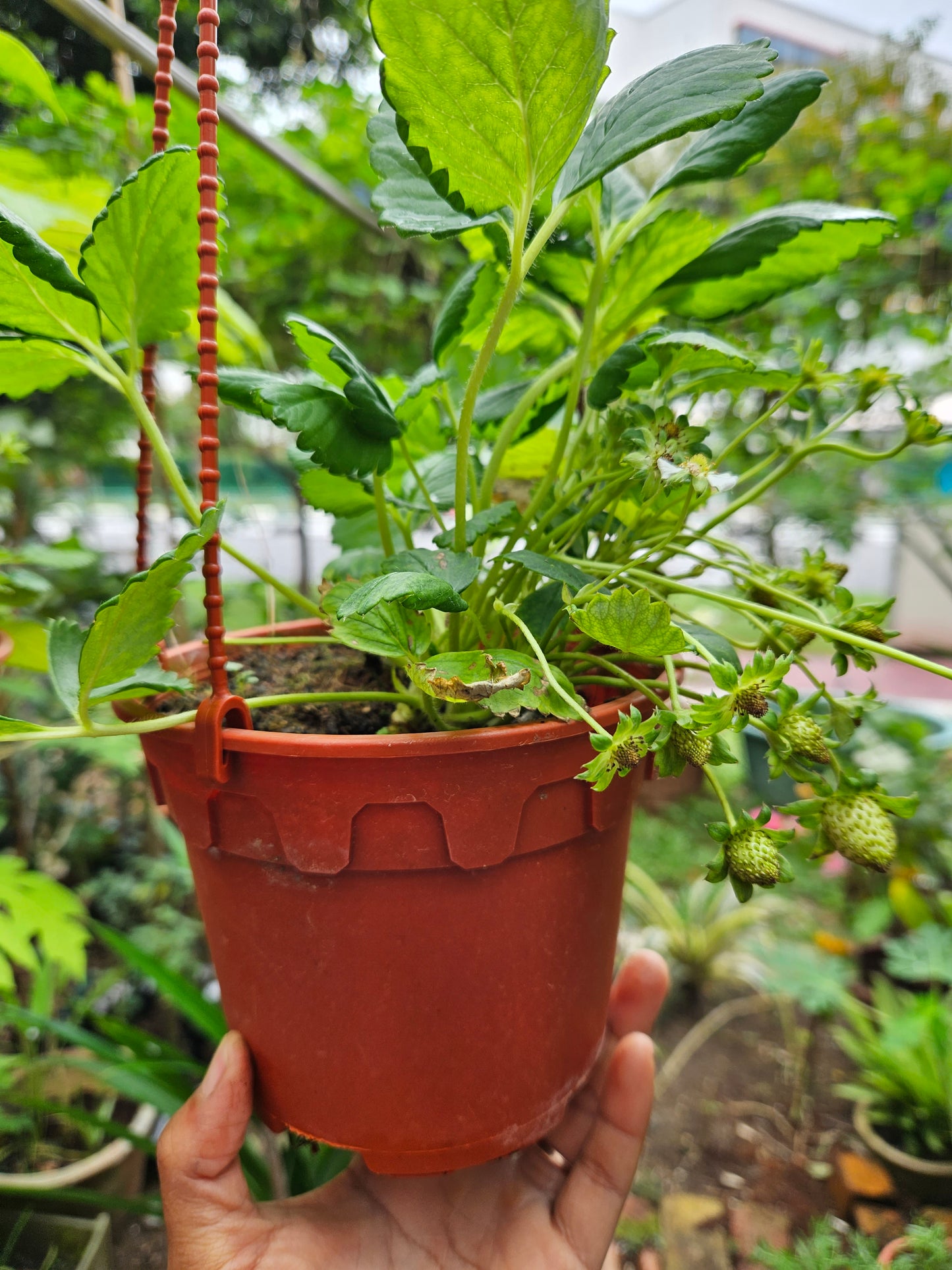 Heat Resistant Sweet Strawberries plant Japanese