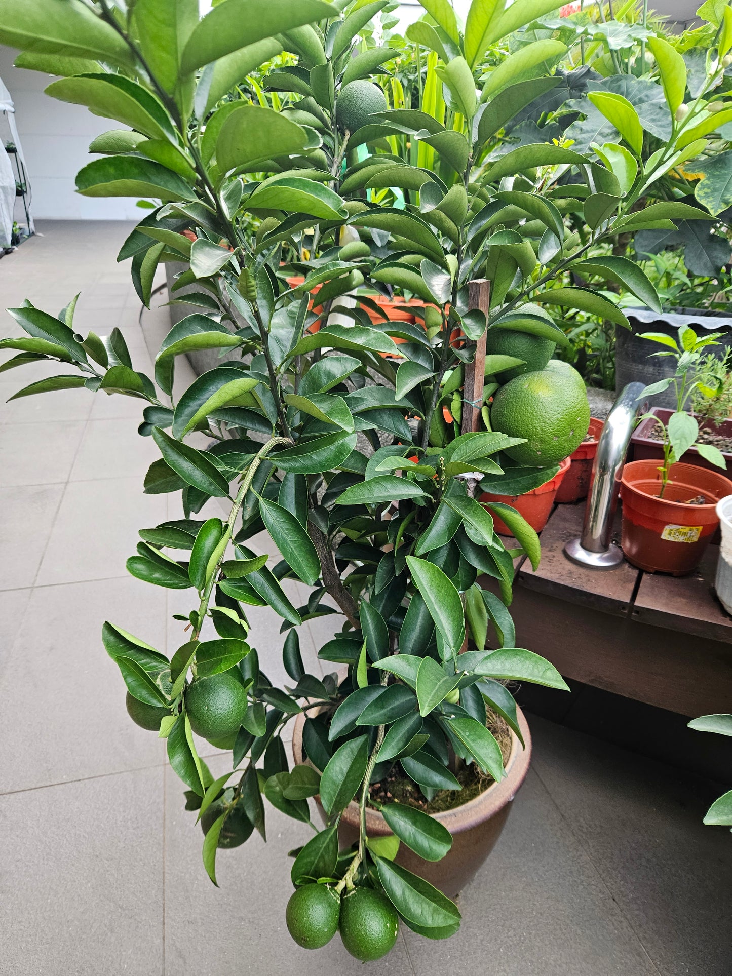 Jumbo Honey Taiwan Orange