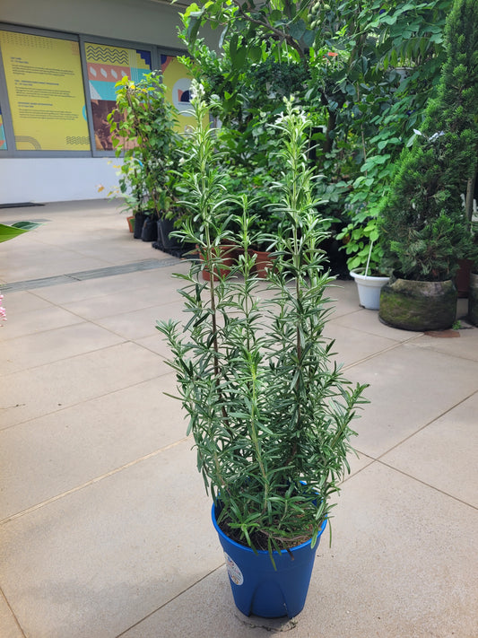 Big Rosemary