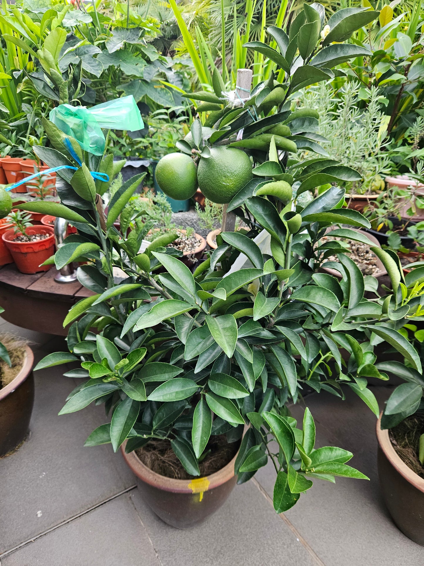 Jumbo Honey Taiwan Orange