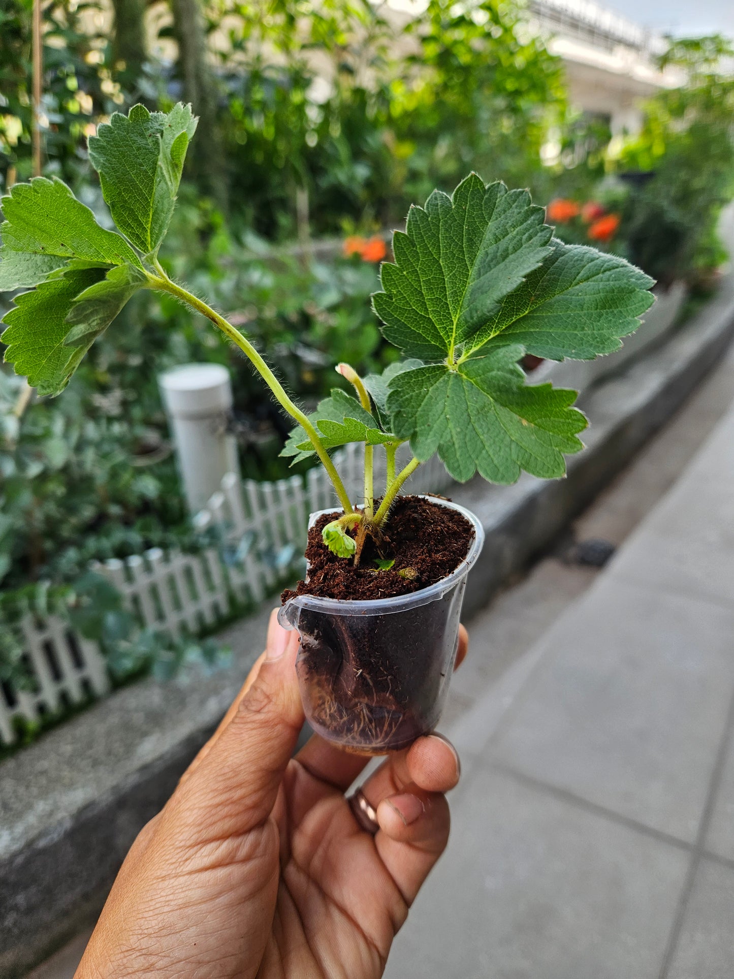 Heat Resistant Sweet Strawberries plant Japanese