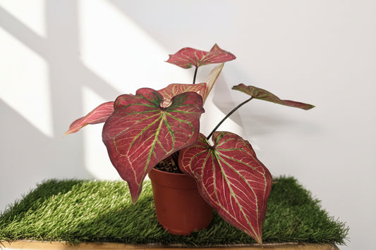 Caladium mix color