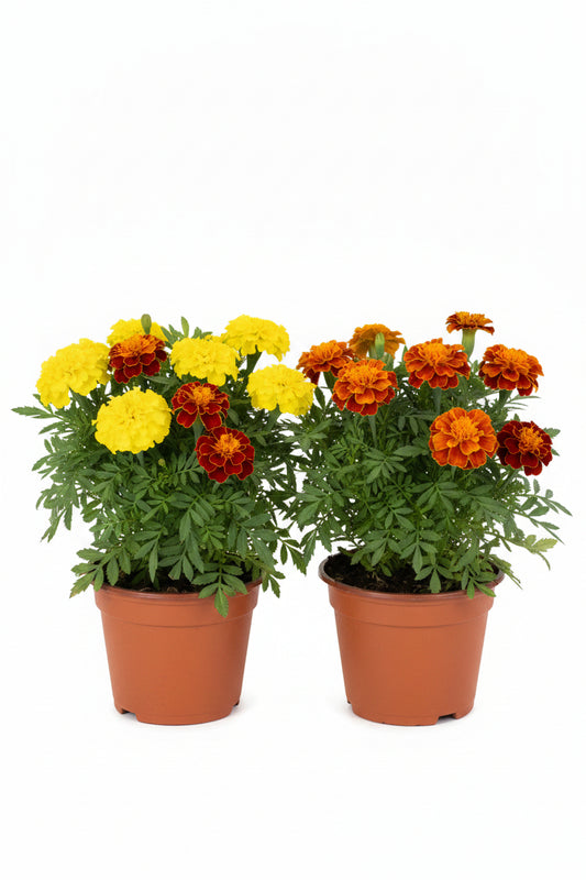 Tagetes erecta 'Marigold' 万寿菊 (9“ x 9" bag)