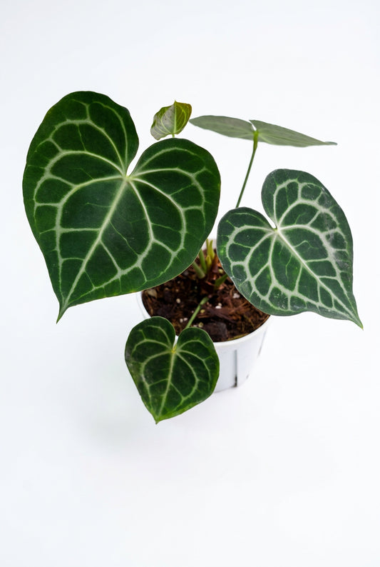 Crystal Anthurium