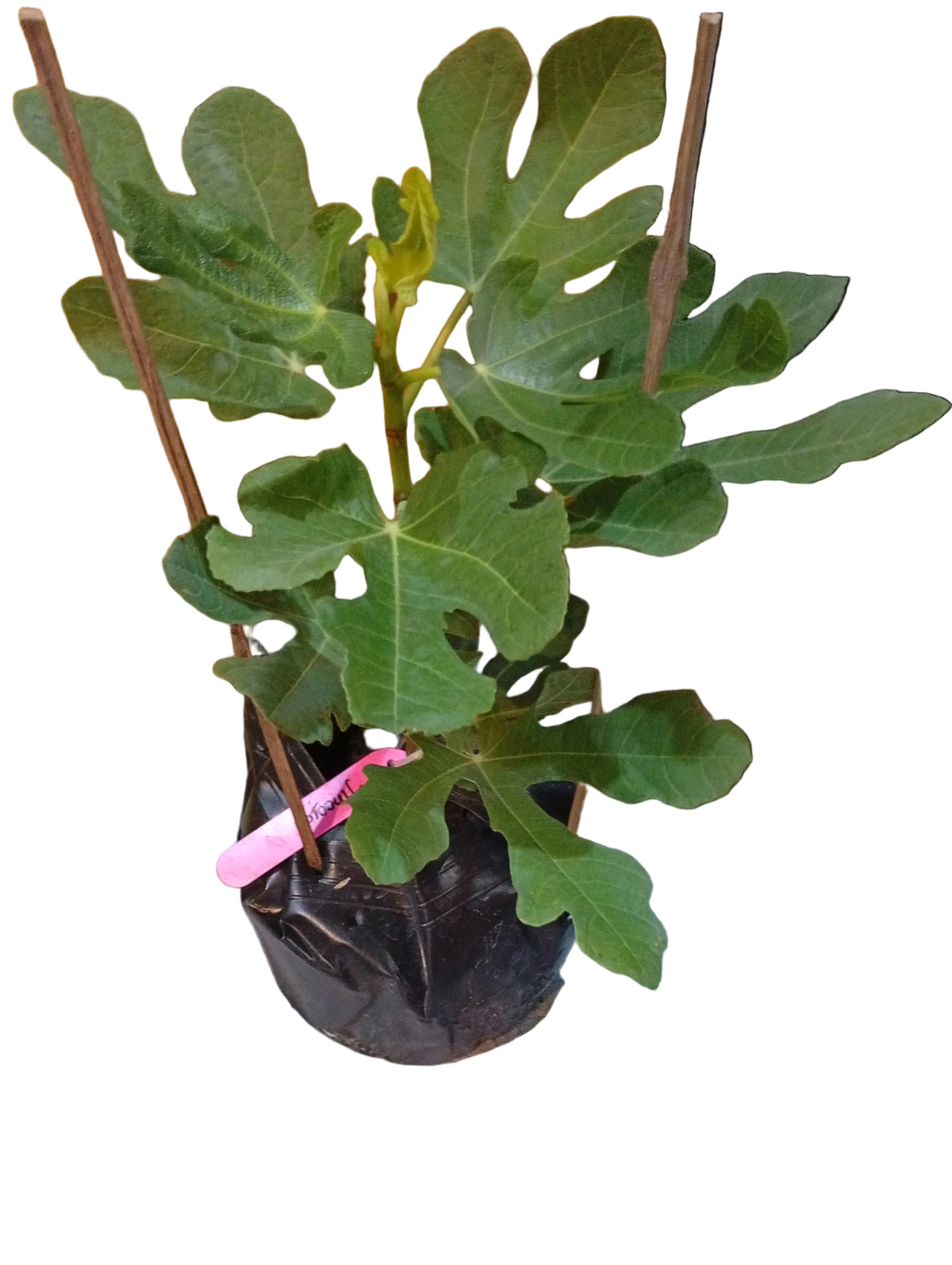 Jinaofen Fig