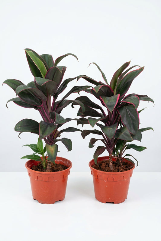 Cordyline Fruticosa 'Firebrand'