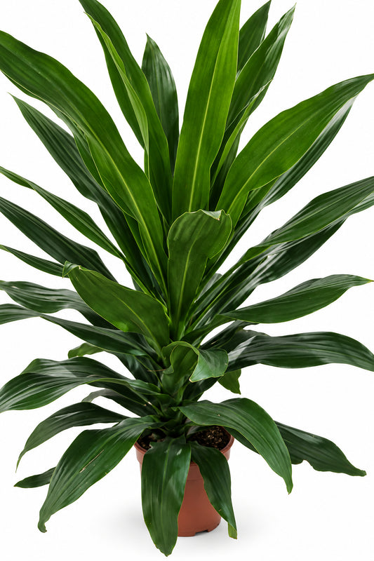 Dracaena Fragrant