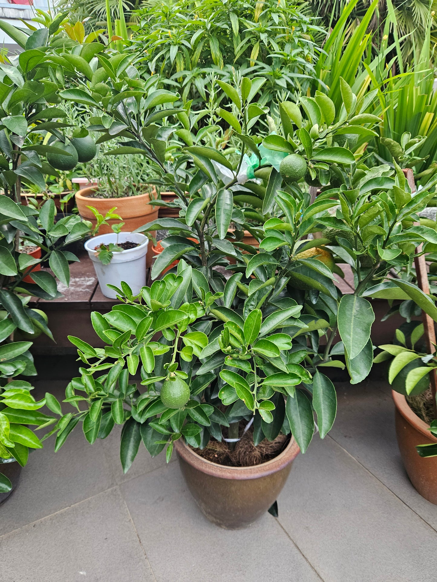 Jumbo Honey Taiwan Orange