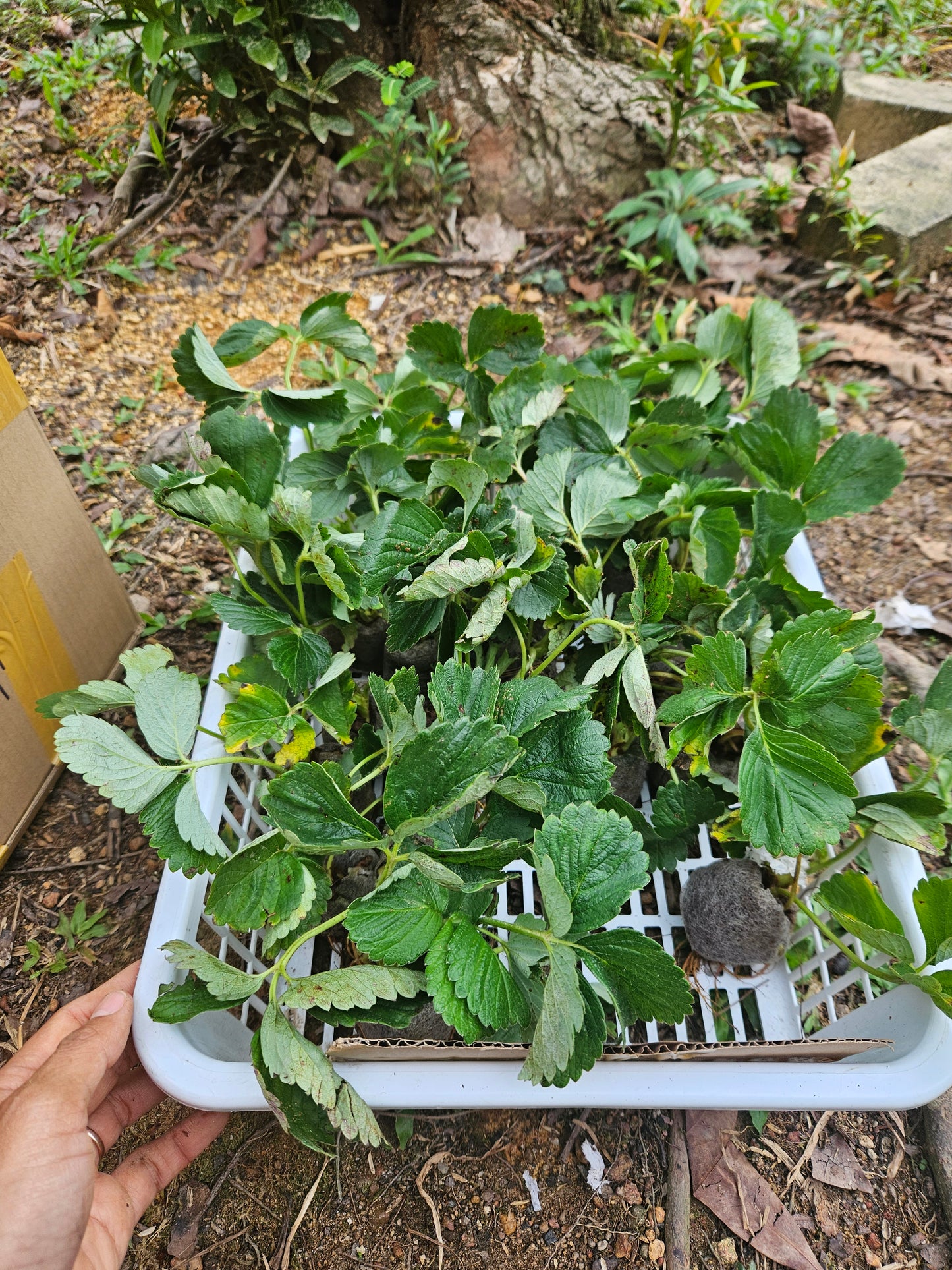 Heat Resistant Sweet Strawberries plant Japanese