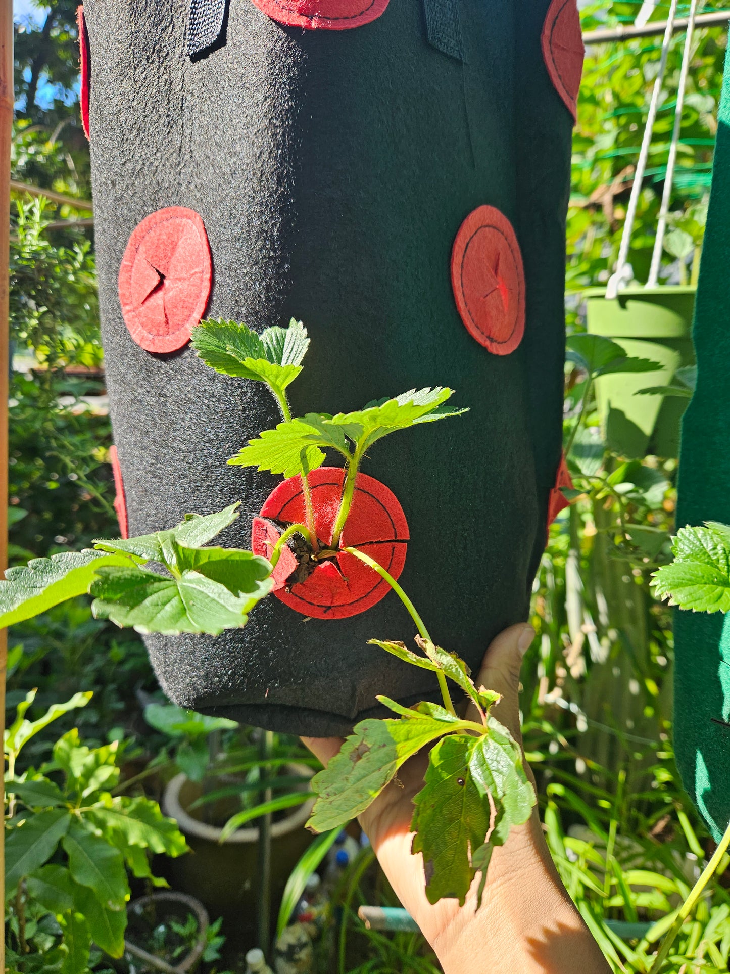 Heat Resistant Sweet Strawberries plant Japanese