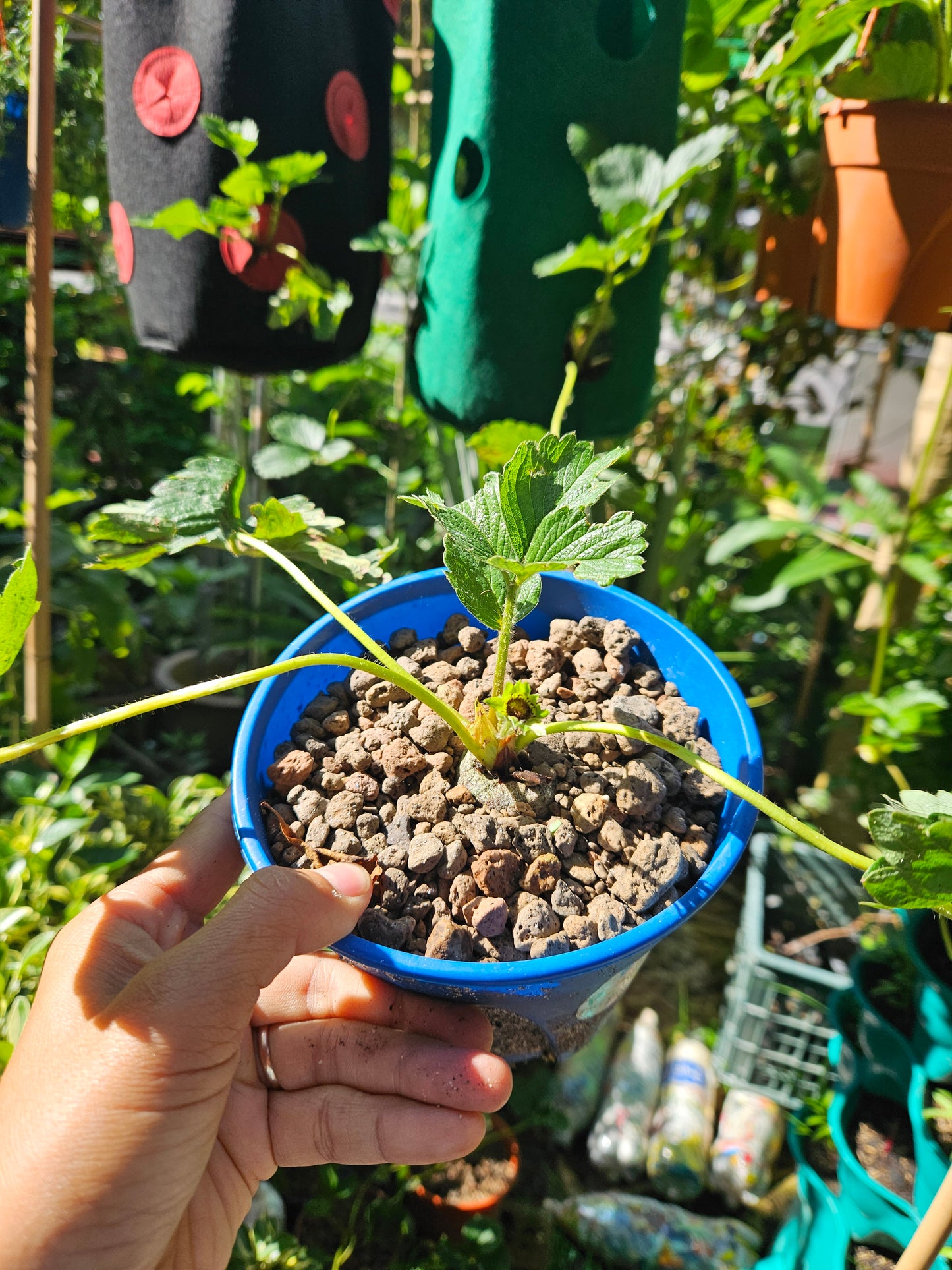 Heat Resistant Sweet Strawberries plant Japanese