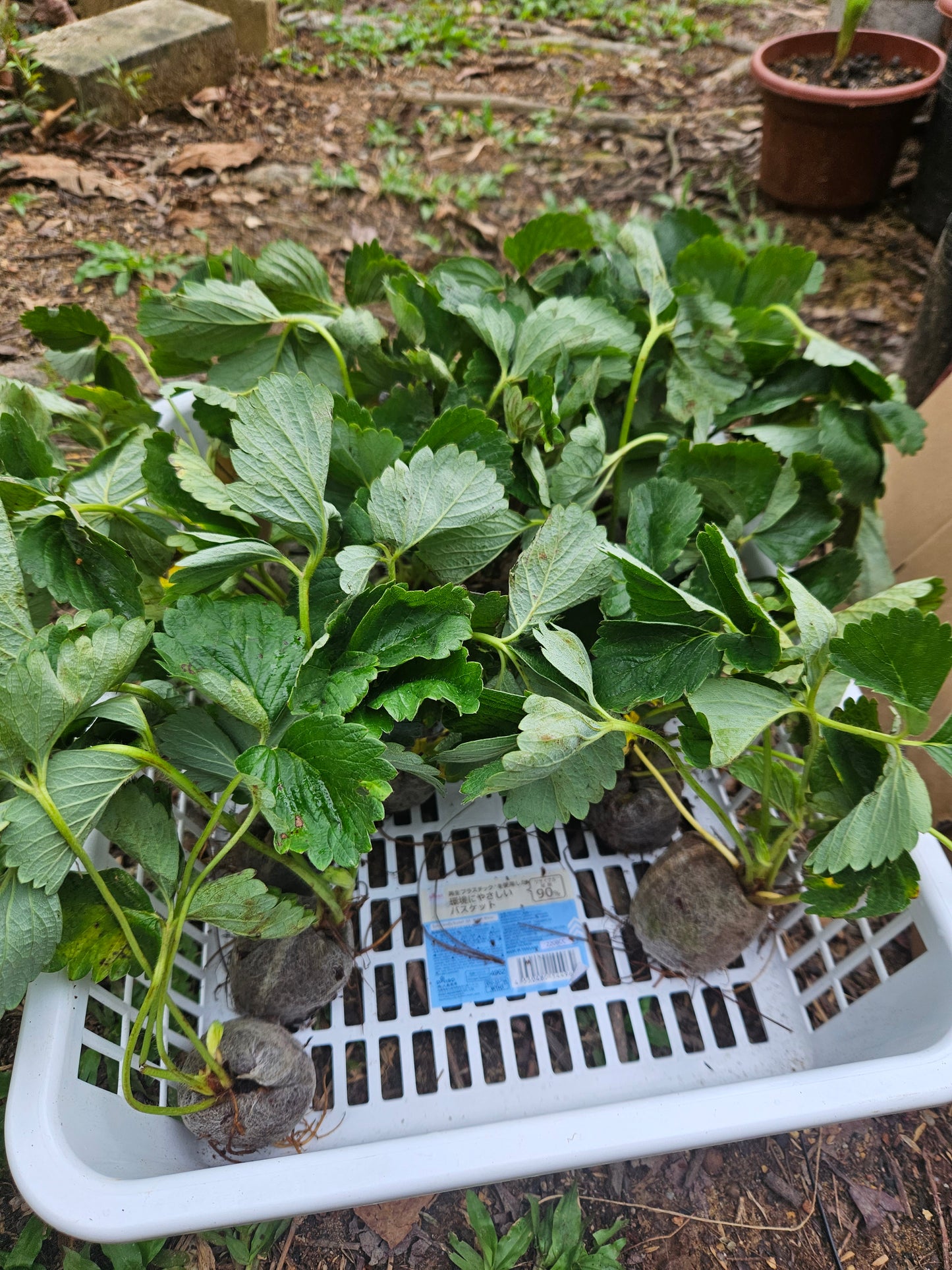 Heat Resistant Sweet Strawberries plant Japanese