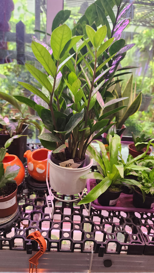 Zamioculcas Zamiifolia (ZZ Plant)