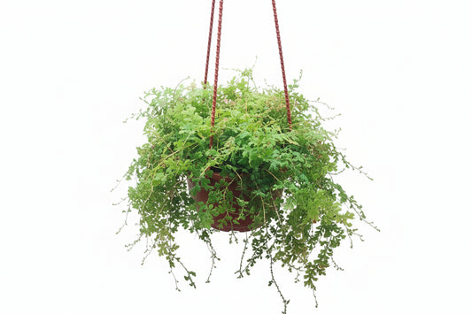 Peacock Fern