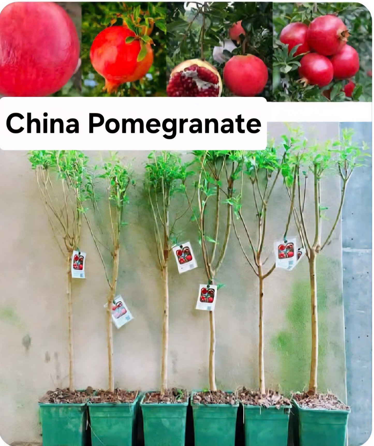 China Pomegranate