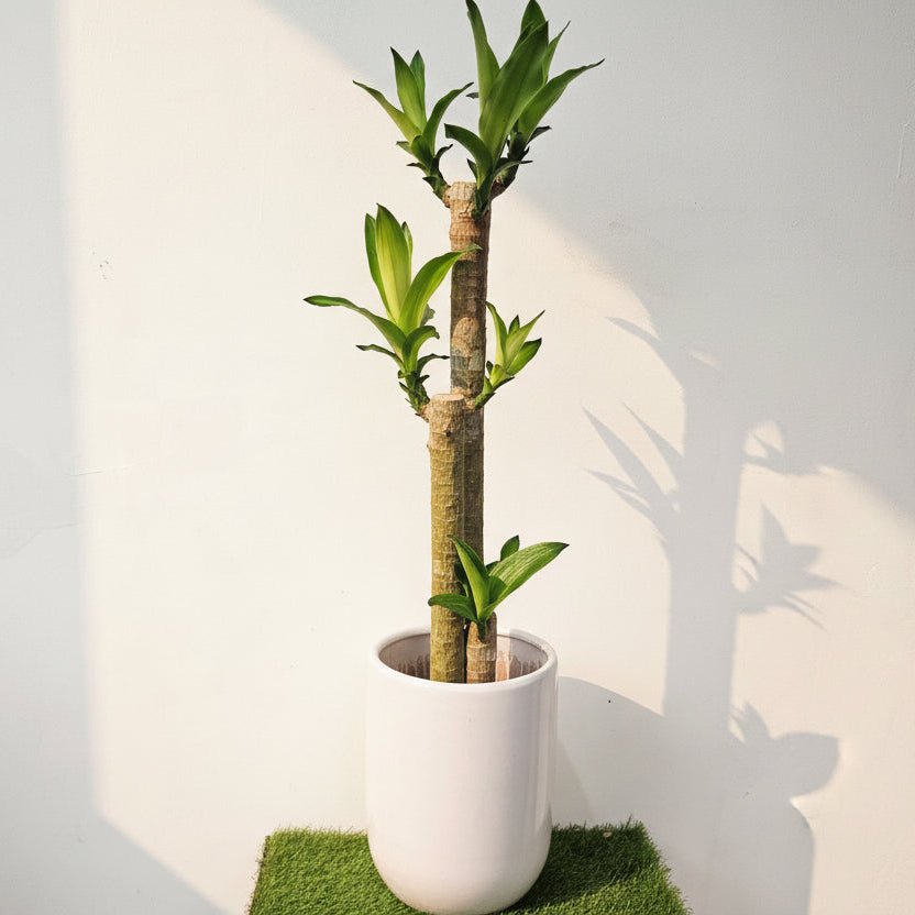iron tree indoor plant Dracaena fragrans Iron Tree