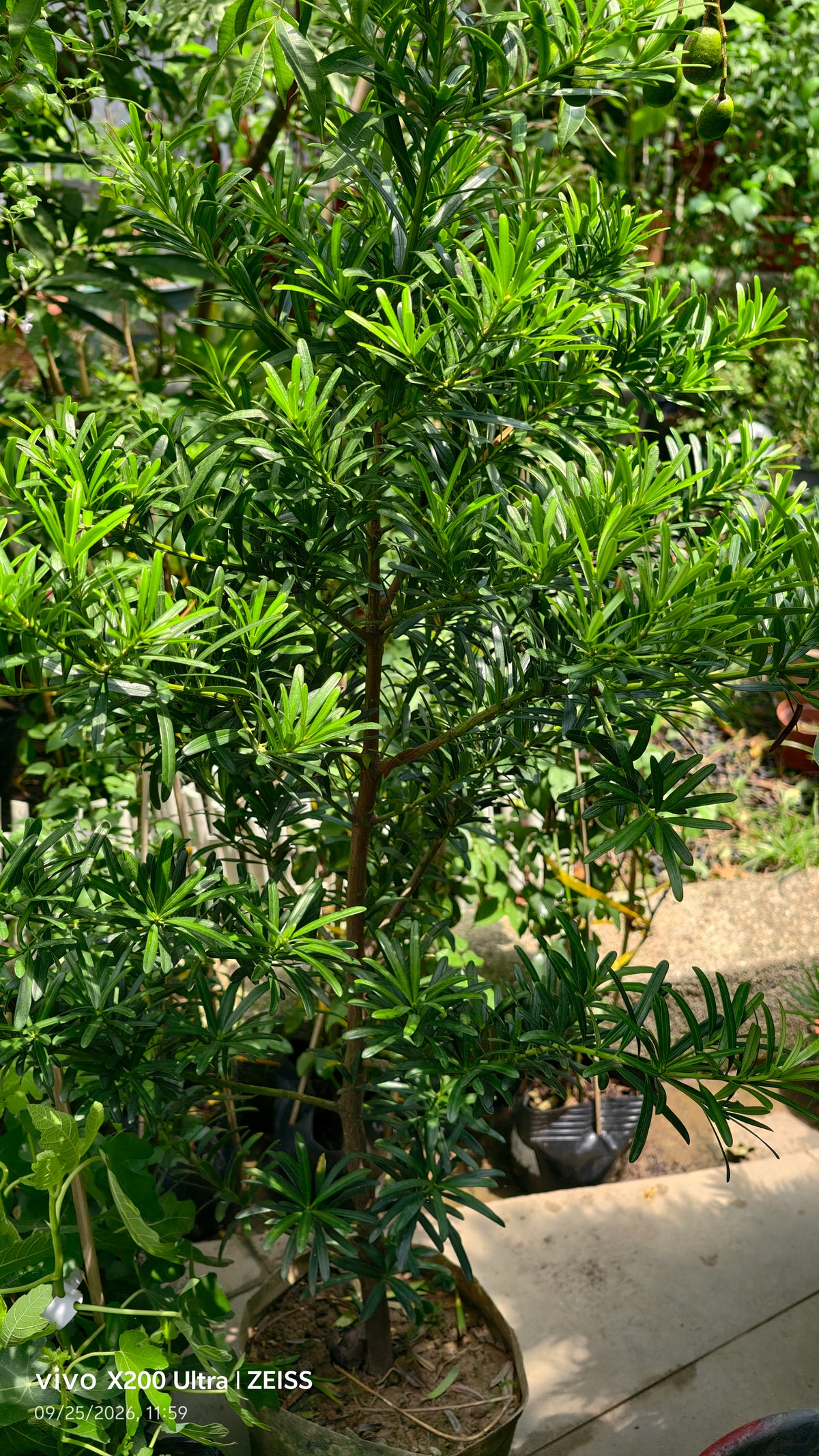 Podocarpus