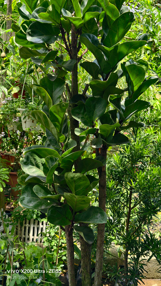 Ficus lyrata (multi stem) 琴叶榕(0.8mH0.9mH, 26cm/31cm pot)