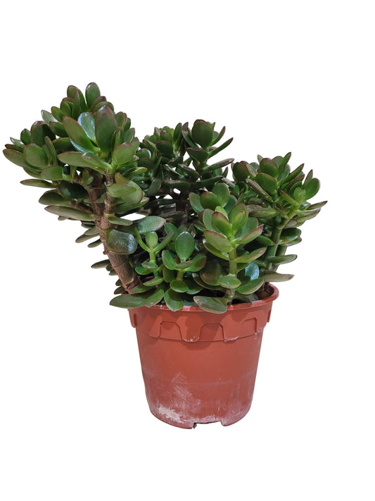 Jade/Crassula