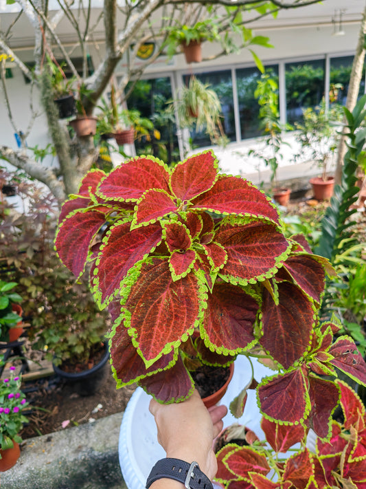 Coleus